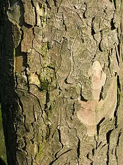 The typical appearance of Sycamore bark from an old tree.