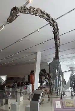 Gordo the Barosaurus