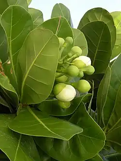 Foliage and flower buds