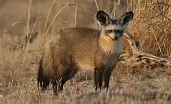 A fox standing in a neutral position