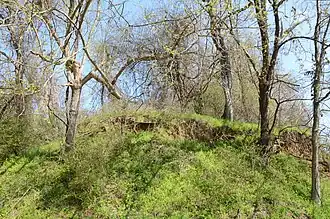Grassy hill overgrown with trees