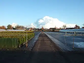 Tree nursery in Pinneberg