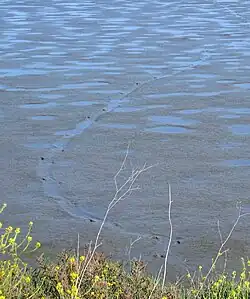 Beaver tracks east of Adobe Creek levee in Charleston Slough April 2008, Courtesy of Richard Stovel