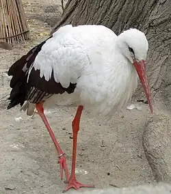 White stork