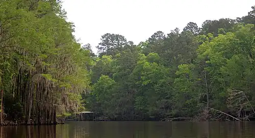 Big Cypress Bayou, Caddo Lake State Park, Harrison County, Texas, (April 2017)