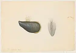 Watercolor of bivalve shells. The left depiction is painted and viewed from above. The right depiction is drawn and viewed from the side.