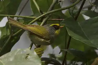 Neora Valley National Park, West Bengal
