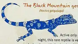 Black Mountain Gecko Illustration