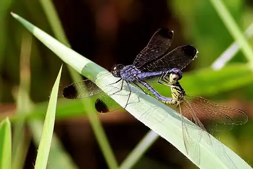 Mating pair