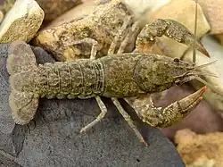 Cambarus unestami