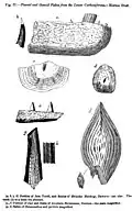 Figure of fish fossils from Dawson's Acadian Geology