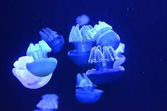 Jelly blubbers