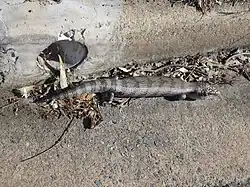 Blue tongue lizard in kerb next to 4 inch stormwater pipe showing scale. Location Farrer, Canberra, Australia