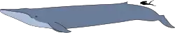 Blue whale size
