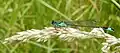 Bluetail damselfly, Ischnura elegans, on Yorkshire fog