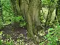 Bole of coppiced U. laevis, girth 410 cm, Over Wallop, UK
