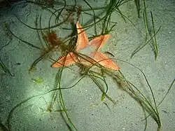 Bollonaster pectinatus