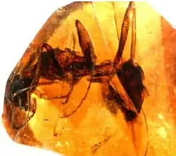 Boltonimecia canadensis