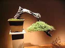 Photograph of cascade-style conifer bonsai