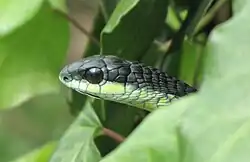 Boomslang in Western Cape, South Africa