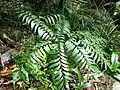 Bowenia spectabilis at Mossman Gorge, Queensland, Australia