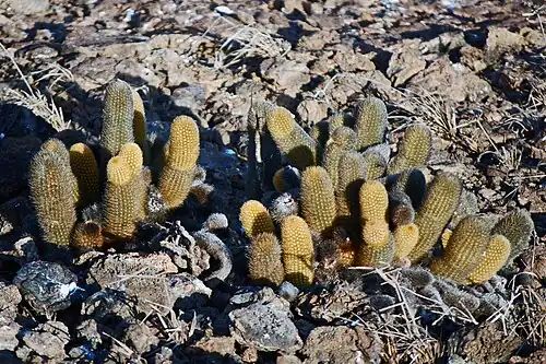 Brachycereus nesioticus growing in Darwin Bay, near Prince Philip's Steps, Genovesa, Island, Ecuador