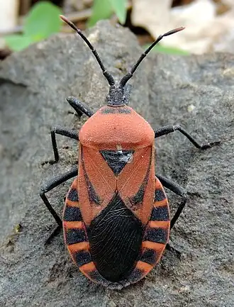 Brachytes bicolor