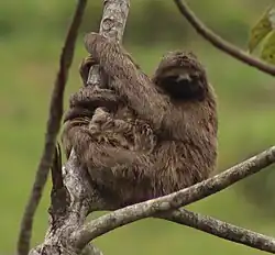 Brown-throated sloth in Governador Lindenberg