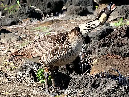 Hawaiian goose by the pond