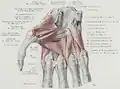 Caput profundum of the Flexor pollicis brevis muscle