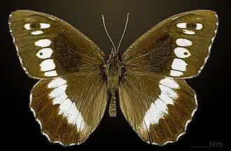 Male