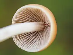 Britzelmayria multipedata gills