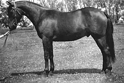 Black-and-white photo of a well-groomed brumby standing sideways to the camera, wearing a Barcoo bridle but no saddle, set up in a squared-up conformation stance, as if at a horse show.