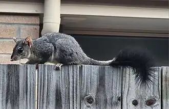 Brush-tailed phascogale