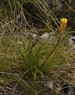 A Bulbinella gibbsii var. balanifera specimen growing in tussock grasslands.