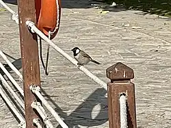 A White-eared bulbul descending to consume food spread by visitors
