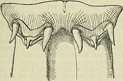 The head of a flatworm folded inwards in the middle. Each side has three thick, pointed bristles under the top.