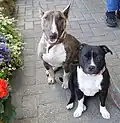 A Staffordshire Bull Terrier (right) is easy to tell apart from a Bull Terrier.