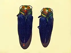 Belionota sagittaria