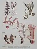 Plate 105 from Seaweeds of New Zealand (1994)