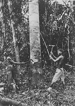 Image 28Vaγimba- "Those of the forest" in Proto–Southeast Barito, the reconstructed ancestor of the Southeast Barito languages, which includes the languages spoken by the Dayak peoples of the Barito River in Borneo (pictured) (from History of Madagascar)