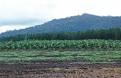 CSIRO Science Image 3712 Rural scene in far north Queensland Melon crop in foreground banana plantation behind with pine forest and rainforest in the background 15 km north of Cardwell QLD
