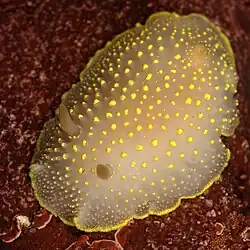 Cadlina luteomarginata of Cadlinidae