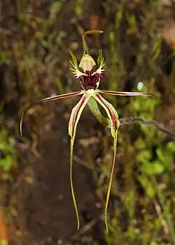 Inverted orchid with a maroon lip and long narrow green tepals with central maroon stripe