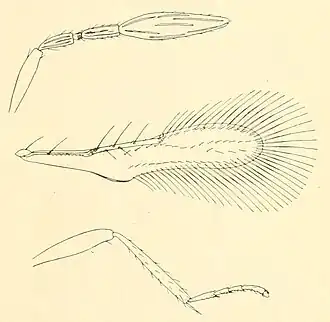 Antenna, fore wing, and middle leg of a female Cales noacki