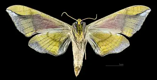 Female C. t. tatarinovii, underside