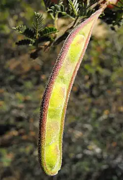 Fruit (pod) of the Calliandra californica.