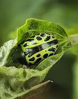 Calligrapha multiplagata, Argentina