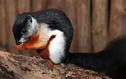 Black, white, and brown squirrel