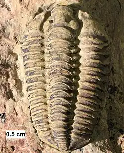 MPM 34493, A Calymene celebra specimen from the Racine Dolomite Formation